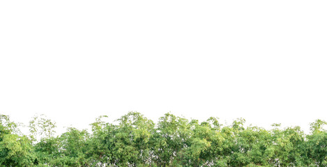 Bamboo leaves isolated on background, Leaf pattern leaves bamboo