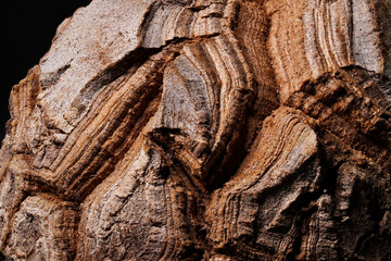 Dioscorea Elephantipes plant super close up on the caudex woody body cracking  texture with isolated black background