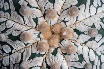 Astrophytum Asteria Super Kabuto V-type cactus super close up showing the cactus texture.