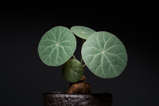 Stephania Nova (Kaweesakii) matured leaf close up with isolated black background.