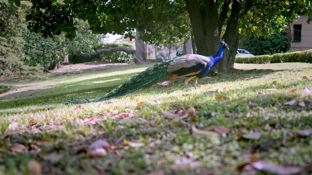 Male peacock with long trail foraging on grass, low angle shot in day