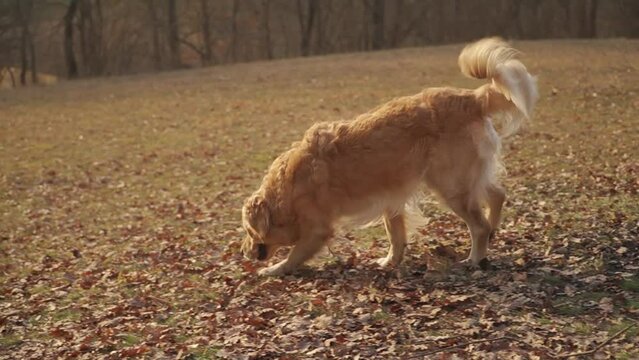 Dog sniffs ground then pees on logs. Golden retriever marks territory by urinating on pile of branches laying on ground in forest meadow with warm evening light.