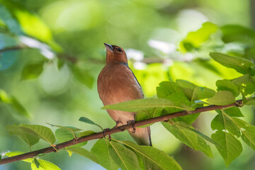 Common chaffinch, Fringilla coelebs, sits on a branch in spring on green background. Common chaffinch in wildlife.