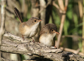 Fototapeta premium Two red-backed fairywren bird sitting on a tree branch