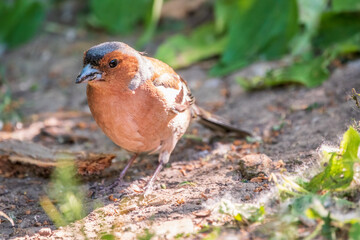 Common chaffinch, Fringilla coelebs, sits on the ground in spring. Common chaffinch in wildlife.