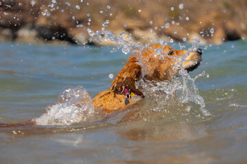 Golden Labrador swimming in the ocean