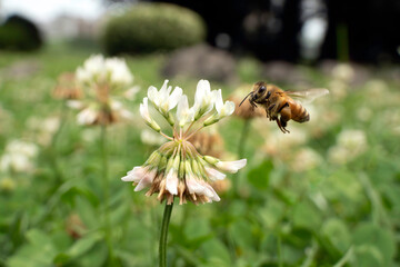 bee on a flower