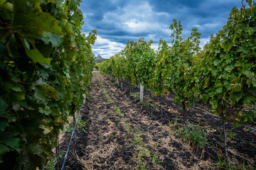 Fototapeta na wymiar Vibrant Vineyard Landscape under Cloudy Sky