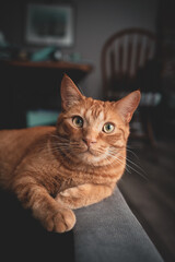 portrait of an orange cat