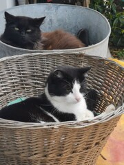 Fototapeta na wymiar Deux chats dans les paniers 