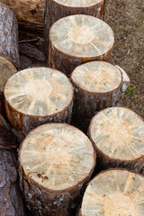 Pine Tree wood logs on ground after being cut