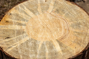Rings in wood of pine tree after being cut