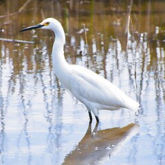 White Egret in the Marsh