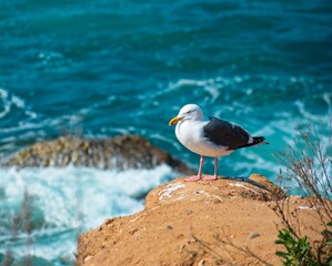 Perched Sea Gull