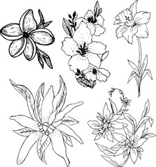 Hand-drawn flower illustration set