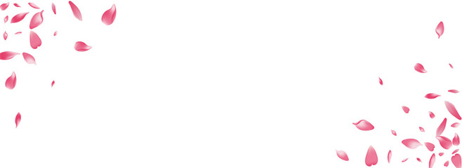 Transparent Lotus Petal Vector Panoramic