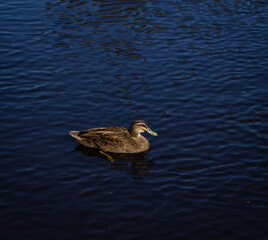 Pacific Blue Duck Taken At Local Park