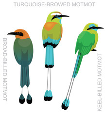 Cute Bird Turquoise-browed Motmot Set Cartoon Vector