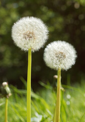 A pair of flowering dandelions, taraxacum plants, closeup of seedheads in Prague Stromovka.