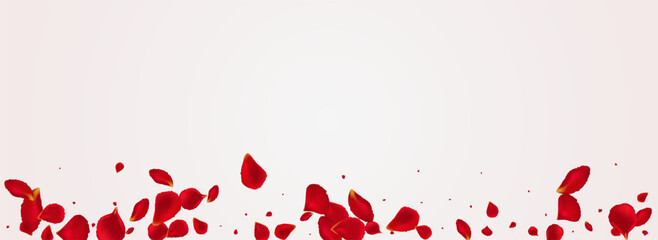 Delicate Rose Blur Vector Panoramic White