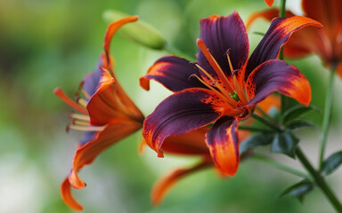Photo burgundy lily close up, floral background, colorful flower soft focus