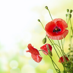 Red Poppy is isolated on a green background.Floral border - flower decoration