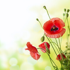Obraz premium Red Poppy is isolated on a green background.Floral border - flower decoration