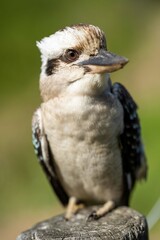 kookaburra bird sitting in gum tree in a national park in australia