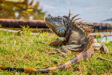 common iguana in green grass, in carpenter lagoon, tampico 