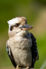 Vibrant Avian Species: Kookaburra Sitting in NSW Australia's Gum Tree