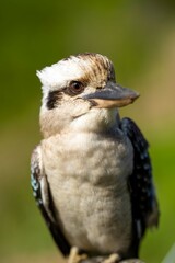 Close up of a beautiful Kookaburra bird in a gum tree in Australia. Australian Native bird.