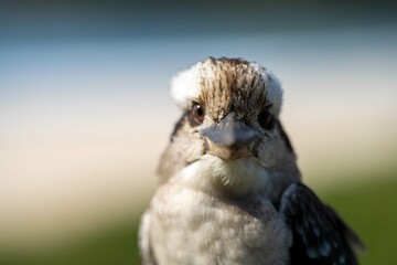 kookaburra bird sitting in gum tree in a national park in australia