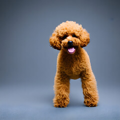 ai-generated, illustration of a miniature poodle dog