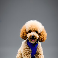 ai-generated, illustration of a miniature poodle dog
