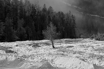 un albero solitario in un ghiaione ai piedi delle montagne delle dolomiti