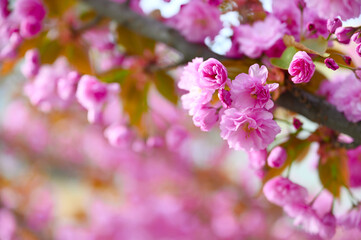 Obraz premium A close-up shot of a beautiful sakura blossom captures its delicate pink petals in exquisite detail. The soft focus and gentle lighting enhance the flower's beauty. Selective focus 