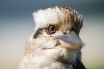 Close up of a beautiful Kookaburra bird in a gum tree in Australia. Australian Native bird.