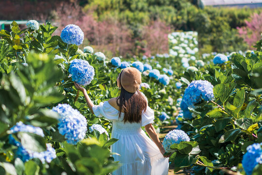 Rear view of charming girl with a bouquet of hydrangea. Young Asian woman traveler enjoying and walking in a hydrangea garden. Travel and holiday, enjoy weekend and leisure time concept