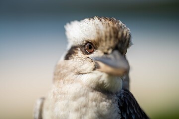 Close up of a beautiful Kookaburra bird in a gum tree in Australia. Australian Native bird.