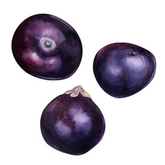 Set of acai berries watercolor illustration isolated on white background. Exotic amazon small purple berries, tropical fruit hand drawn. Design element for wrapping, packaging, label, kitchen utensil