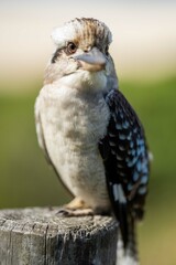 Close up of a beautiful Kookaburra bird in a gum tree in Australia. Australian Native bird.