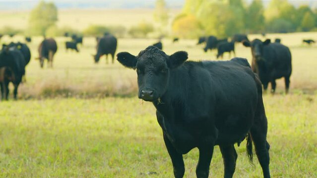 Black cow on grass of meadow. Black angus cow herd grazing on pasture grassland. Static view.