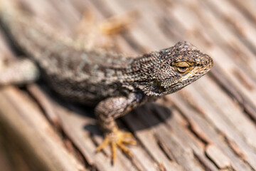 Close-up of Eastern Fence Lizard (Sceloporus undulatus) 