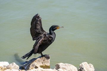 Double-crested cormorant (phalacrocorax auritus) stands on the shore of the lake with open wings.
