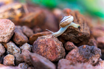 snail in shell crawling on road, summer day in garden