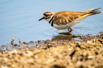 A killdeer (Charadrius vociferus) walks in shallow water.