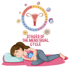 Stages of The Menstrual Cycle