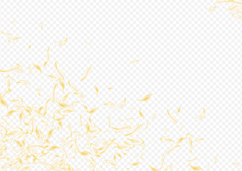 Gold Petal Falling Vector Transparent Background.
