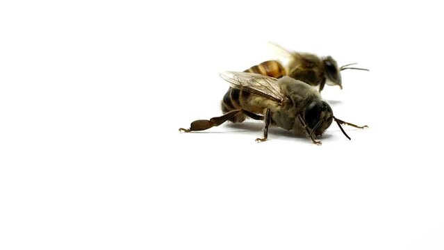 Close-up Indian Queen Bee (Apis cerana indica) with workers on white.