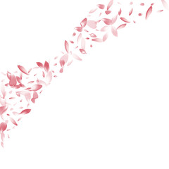 Pink Flower Petal Vector White Background. Purple